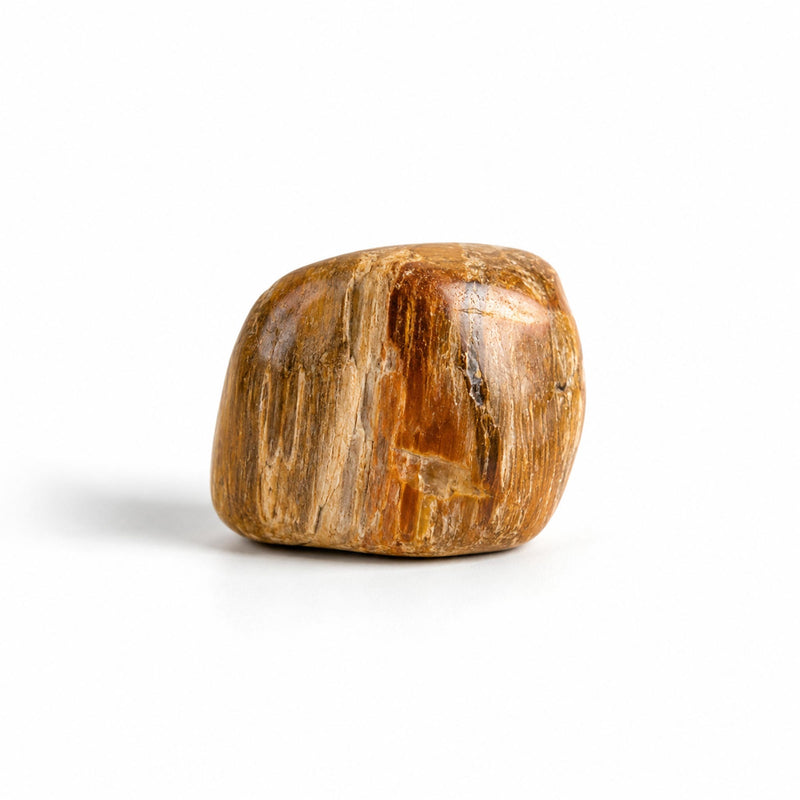 Petrified Wood